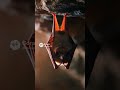 Master of the night skies#BatLife #NightFlyer #NocturnalWorld #WildlifeReels #viralvideo