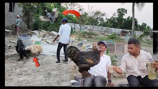 Blue And Oli Jumped On The Chickens / Scared To See The Chicken.