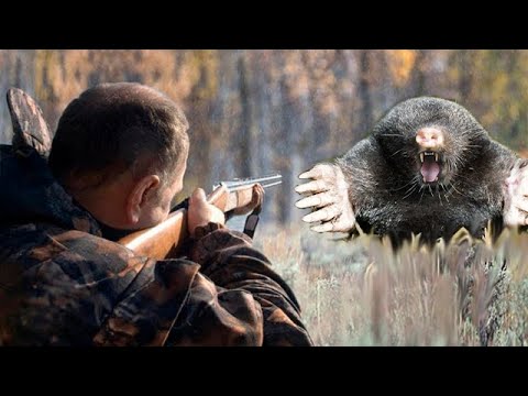 How to Quickly Catch a MOLE in Three Day! | Episode 1