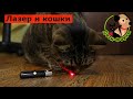 Можно ли играть с кошкой лазерной указкой?