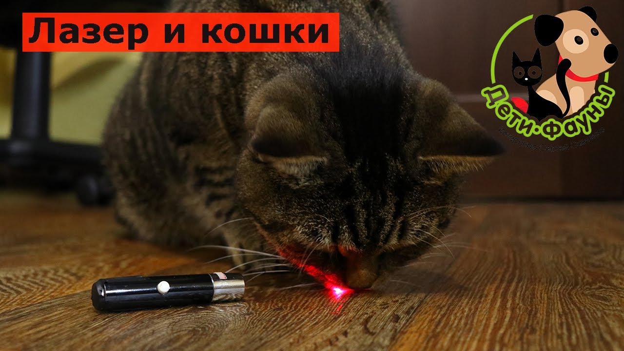 Голове не указка. Лазерная указка для кота. Кот и лазер. Лазер для игры с кошкой. Кошка играет с лазерной указкой.