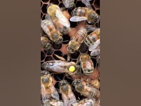 Beautiful Queen Bee 👑🐝 (Native British Black Queen Bee) - YouTube