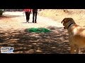 Rattlesnake Avoidance Training For Dogs - KHTS Feature Story - Santa Clarita Rattlesnake Avoidance Training For Dogs - KHTS Feature Story - Santa Clarita