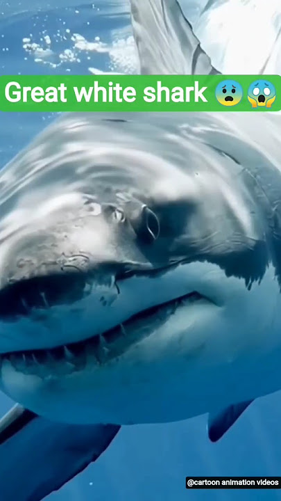 THE great white shark 😰#shark #underseaworld #shorts #youtubeshorts #trending #viralvideo #viral