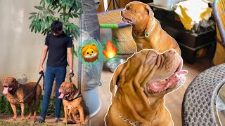 French Mastiff dog in Mumbai♥ | male & female mastiff | donut the mastiff | Pammys Lifestyle