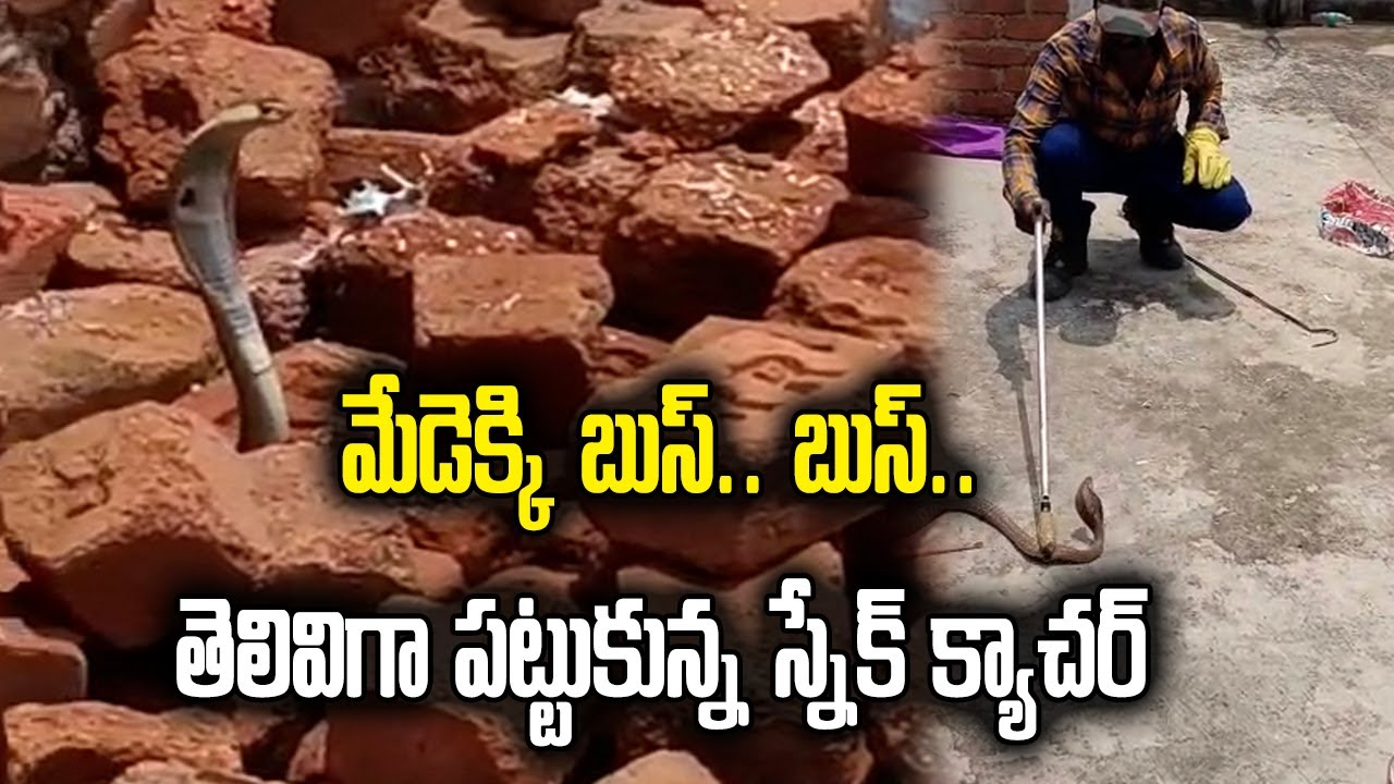 A Cobra Snake Hulchul in Puttur | Snake Catcher Rescued and released it in Jungle | Samayam Telugu