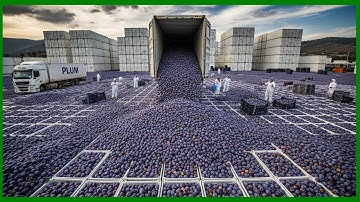 How Plums Are Processed in Modern Factories | Step-by-Step Plum Production Line