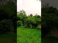 slobing area nature village .with green trees #nature