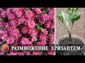 Размножение хризантемы  черенками и делением куста