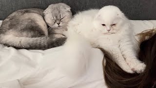 My Two Cats Take Up All The Space On The Pillow by Leo Lunar Lumi 360 views 2 months ago 3 minutes, 29 seconds