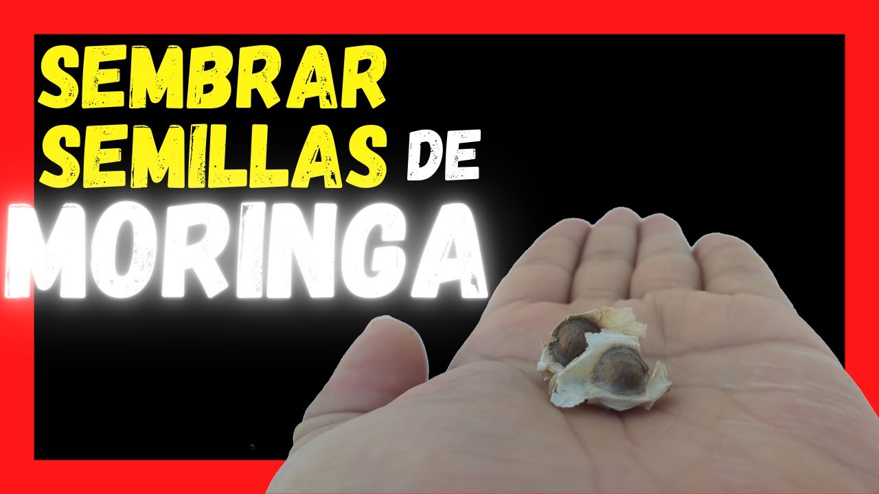 COMO GERMINAR SEMILLAS DE MORINGA PLANTAR SEMILLAS - YouTube