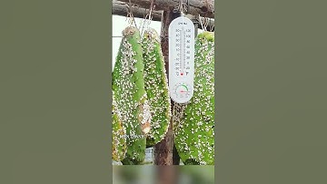 Tại sao người Trung Quốc nuôi Rệp trên cây xương rồng? #shorts