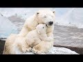 「絶対に笑う」あり得ないことをする犬★おもしろい犬のハプニング, 失敗画像集 #18