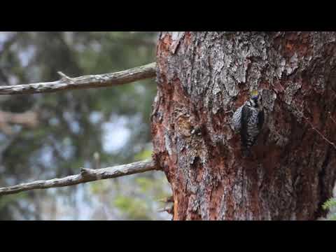 Video: Amerikanischer Dreizehenspecht: Beschreibung, Lebensraum