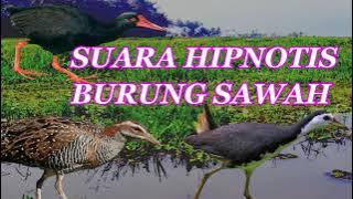 Hipnotis burung sawah