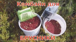 Брусника! Сбор комбайном + рецепт варенья из брусники с сахаром на зиму без варки.