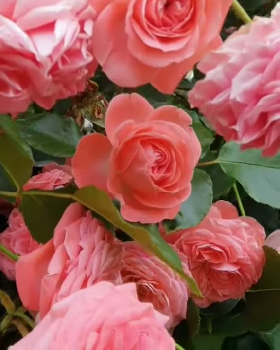 Роза Шакенборг(Пулсен)Rose Schackenborg )Флорибунда,Дания,1988г Лето ...