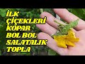 Salatalk yetitirmenin pf noktalar