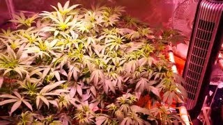 Pro Grow X5-500 LED Journal - Summer 2016 - Episode 2