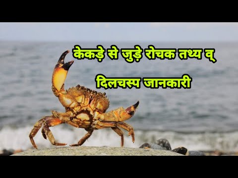 वीडियो: क्या केकड़े की छड़ियों में असली केकड़ा मांस होता है?