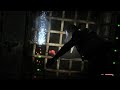 Grand Theft Auto V Monkey business