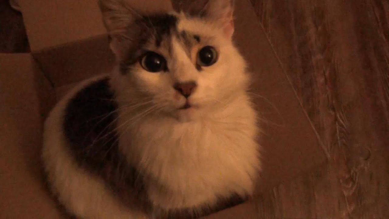 nye with kitties and nacho fries