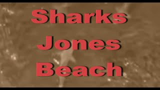 Sharks Jones Beach | Shark Attack jones beach |Jones Beach lifeguard Shark attack |Shark long island
