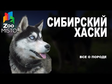 Сибирский Хаски - Все о породе собаки | Собака породы - Сибирский Хаски