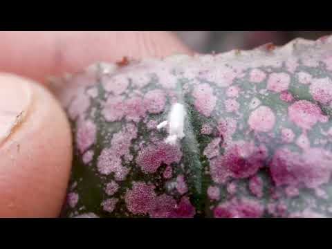 Video: Ce este un Mealybug Destroyer – Mealybug Destroyer Beetles In Gardens