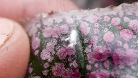 Mealybug Destroyers in Greenhouses