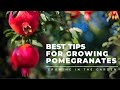 HOW to PLANT and GROW POMEGRANATES, plus WHEN to HARVEST, HOW to EAT, and what to do about BUGS