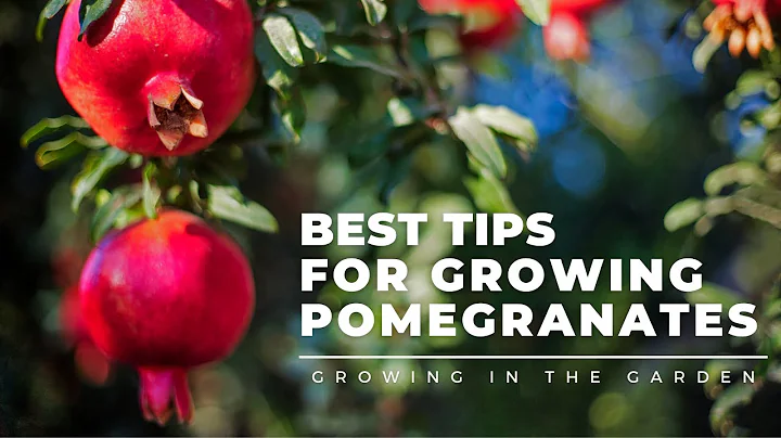 HOW to PLANT and GROW POMEGRANATES, plus WHEN to HARVEST, HOW to EAT, and what to do about BUGS - DayDayNews