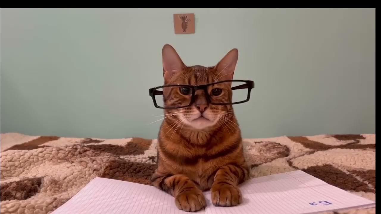 котик школьник. кот ученик. кошка в школе. котята в школе. кошка идет в школу.