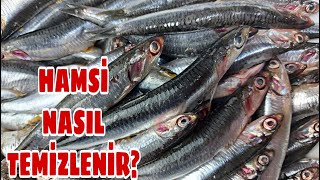 HAMSİ TEMİZLEME 🐟 NASIL TEMİZLENİR VİDEOSU | BALIK AYIKLAMA TEKNİKLERİ | BALIĞI KILÇIKSIZ TEMİZLEME