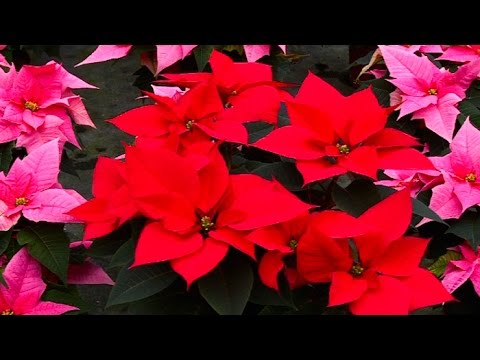 Vidéo: Poinsettia - Fleur De Noël