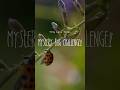 Mystery Bug Challenge! Can You Guess the Bug! #guessthebug #beetle #macrophotography