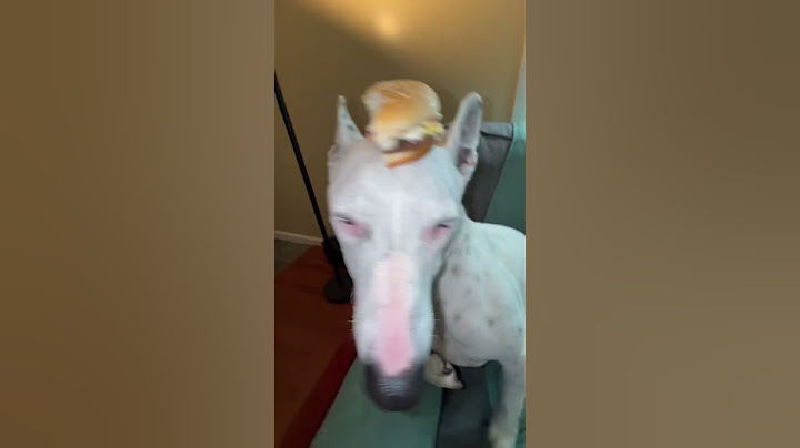 Comment 🍔 if you want a burger #burger #meme #doggy #funny #dogshorts #brainrot