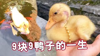 The duck bought for 9.9 yuan: It’s no worse than the Keer duck, and I’m wearing a gold necklace