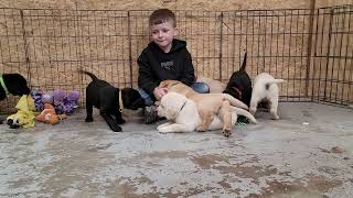 5 Weeks Old ~Black and Yellow Labrador Puppies at Playtime!