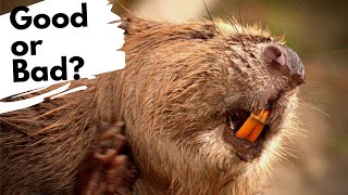 The DOWNSIDES of a BEAVER reintroduction!