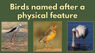 Birds named after a physical feature