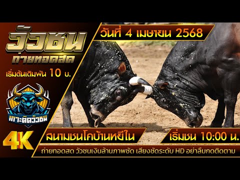 🔴ถ่ายทอดสดวัวชนเงินล้าน🔴วันที่ 4 เมษายน 2568 สนามชนโคบ้านหยีใน #ไลฟ์สดวัวชน