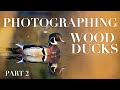 Photographing Wood Ducks Part 2