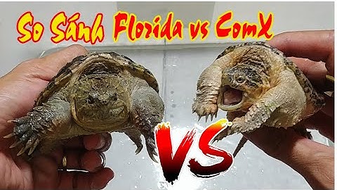 Phân Biệt Rùa Florida và Rùa CommonX - Florida Snapping vs Common Snapping  / Vũ Lê Channel