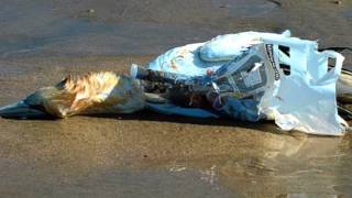 The effect of Marine Debris on the coastal environment- EDC171 Assignment 3