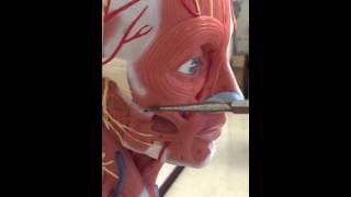 Muscles of the head, neck and back practice quiz
