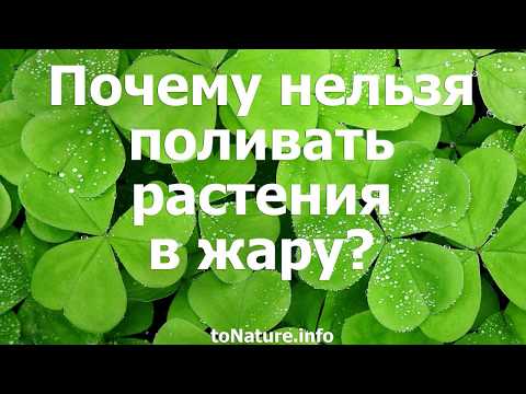 Почему нельзя поливать растения в жару?