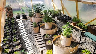 CANNA GREENHOUSE 02 - Transplanting My Cannabis