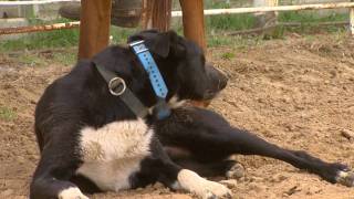 Working Cattle Dogs