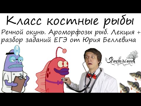 Класс костные рыбы. Речной окунь. Ароморфозы рыб. Лекция и разбор заданий ЕГЭ от Юрия Беллевича